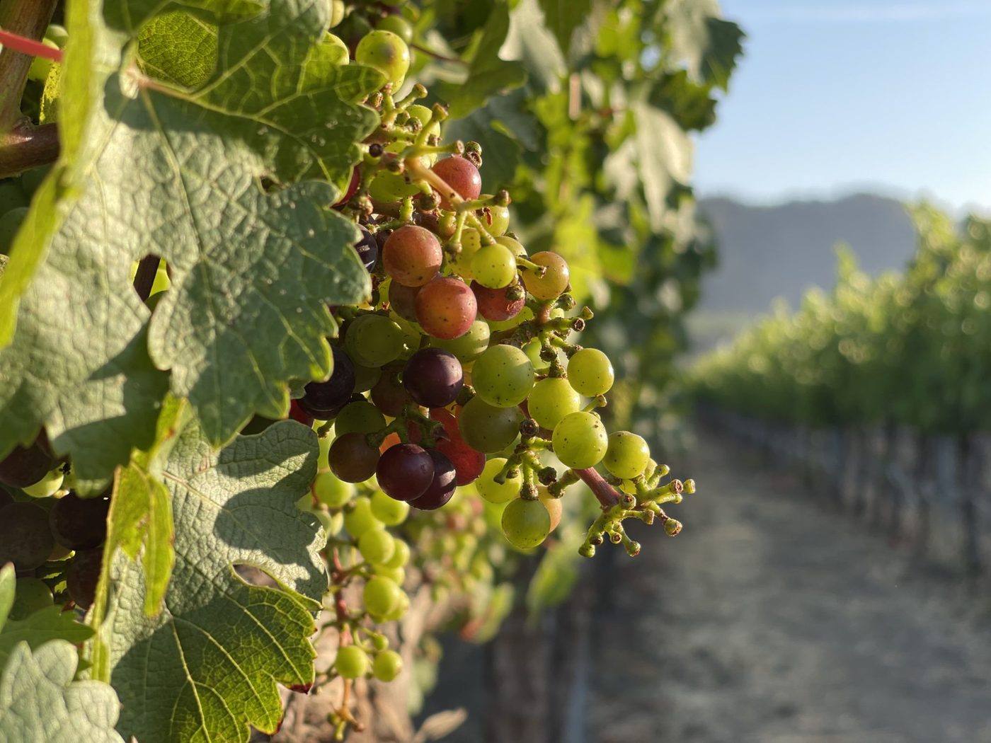 Saddlers Creek Wines boutique cellar door